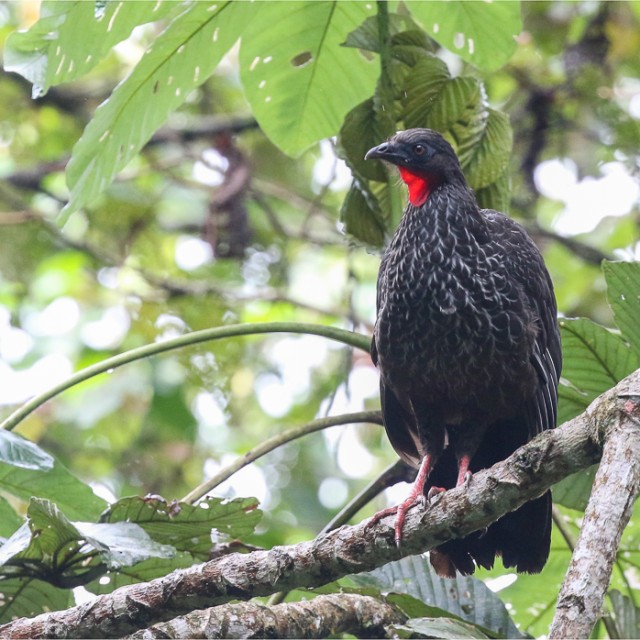 Andean Guan