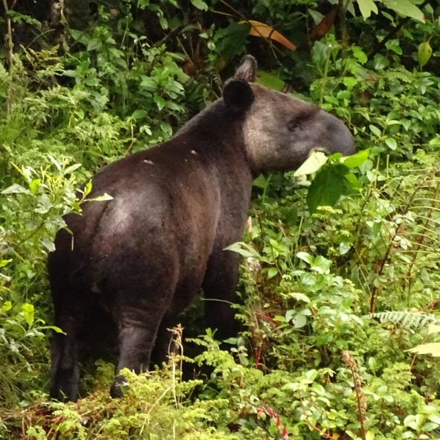 Andean Tapir at Tapichalaca