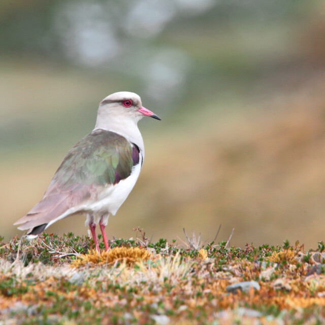 Andean Lapwing