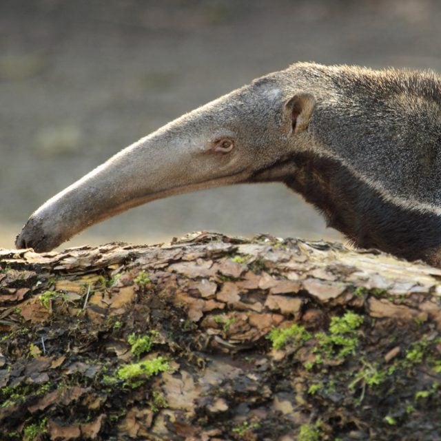 Giant Anteater