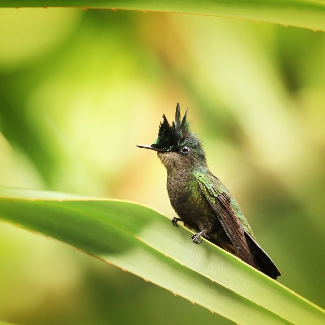 Antillean Crested Hummingbird