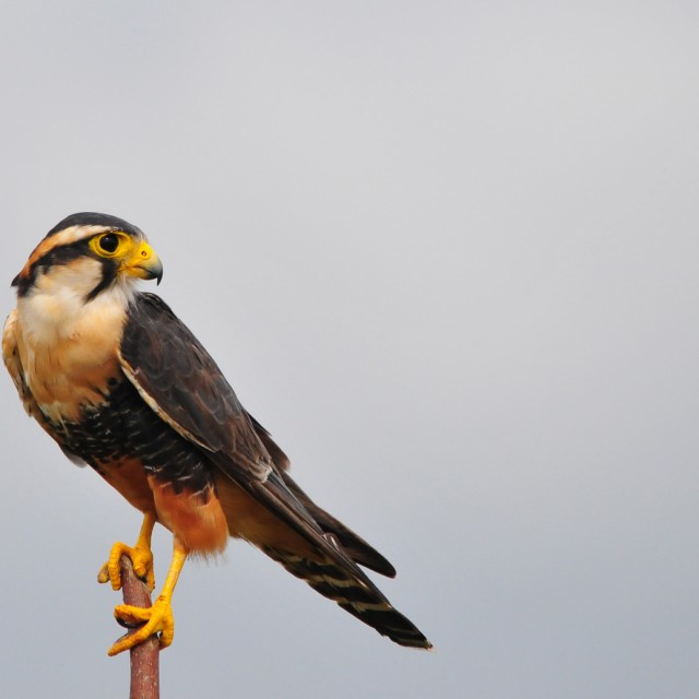 Aplomado Falcon