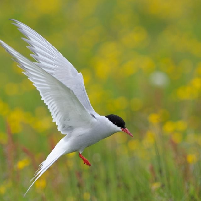 Arctic Tern