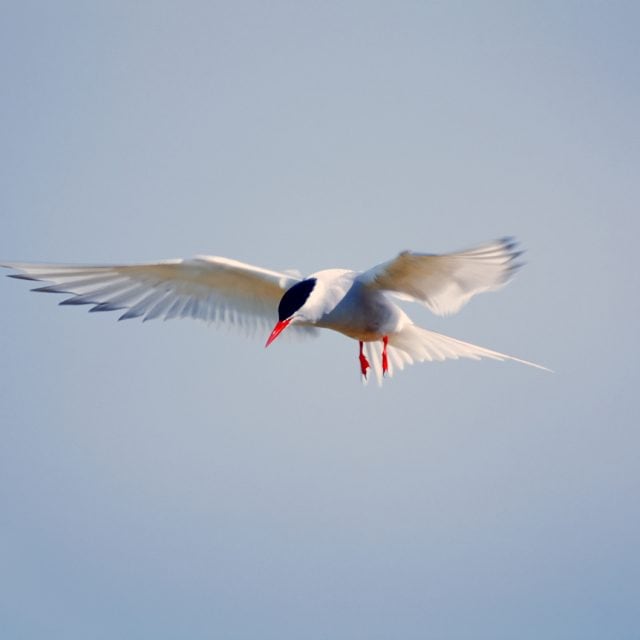 Arctic tern flying