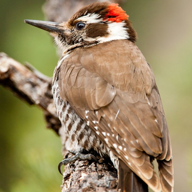 Arizona Woodpecker