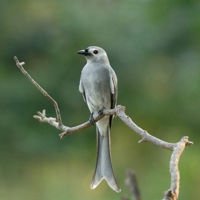 Ashy Drongo