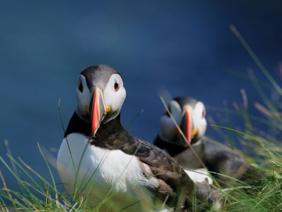 Scotland Birds & Culture