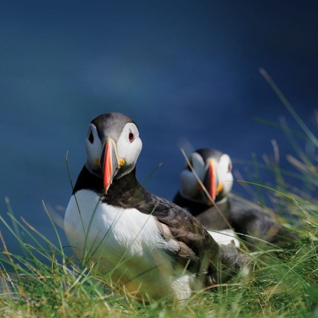 Atlantic Puffins