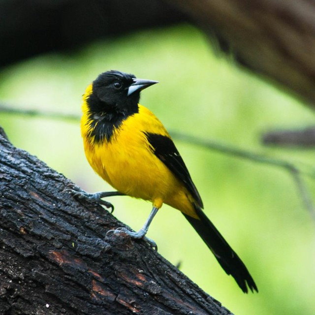 Audubon's Oriole