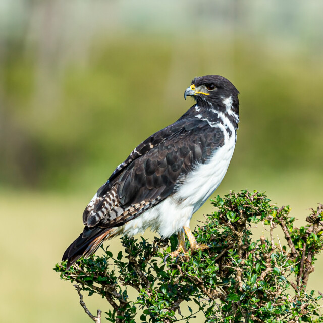 Augur buzzard