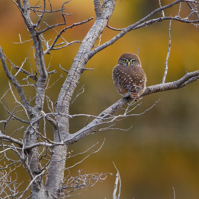 Austral Pygmy Owl