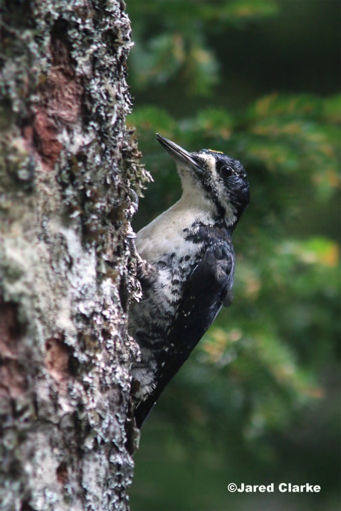 Black-backed Woodpecker