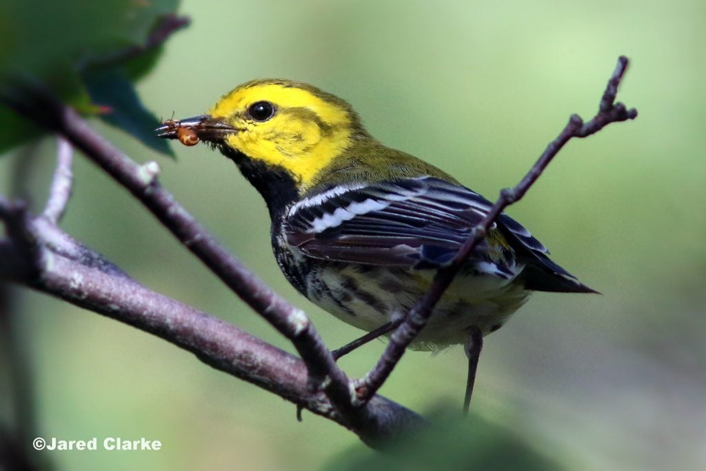 Black-throated Green Warbler