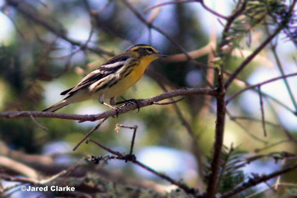 Blackburnian Warbler