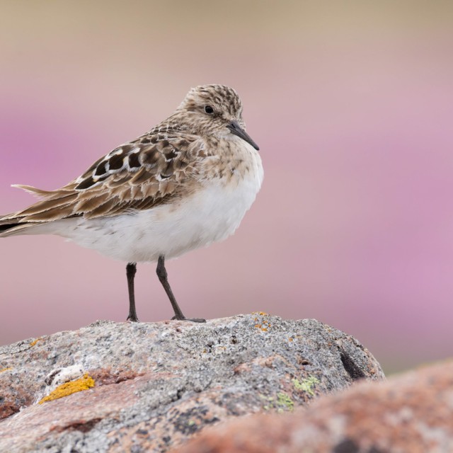 Baird's Sandpiper