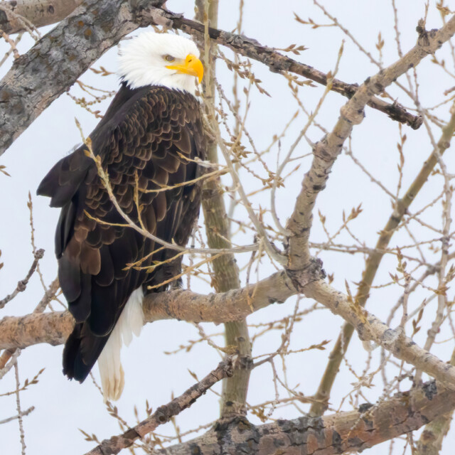 Bald Eagle