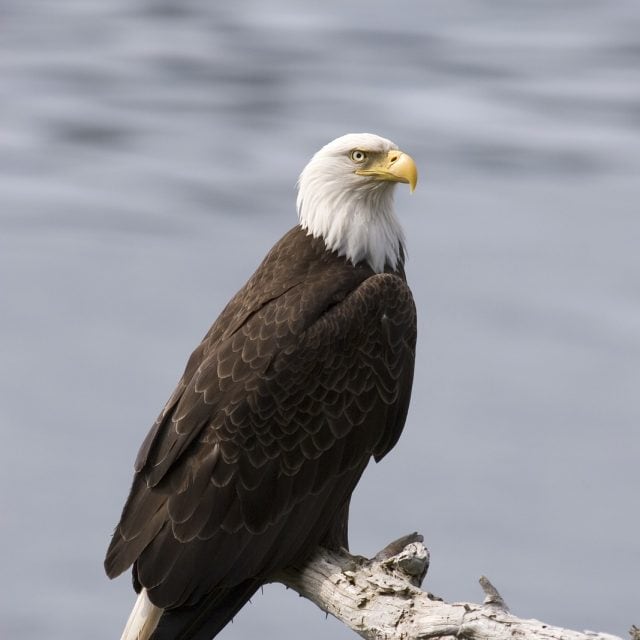 Bald Eagle on branch