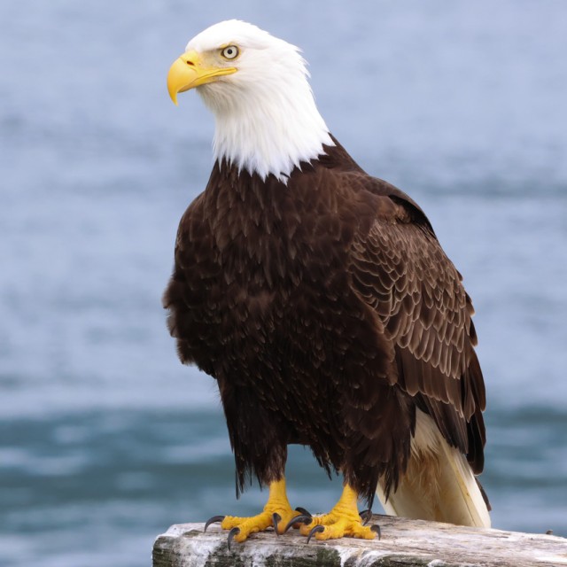 Bald Eagle