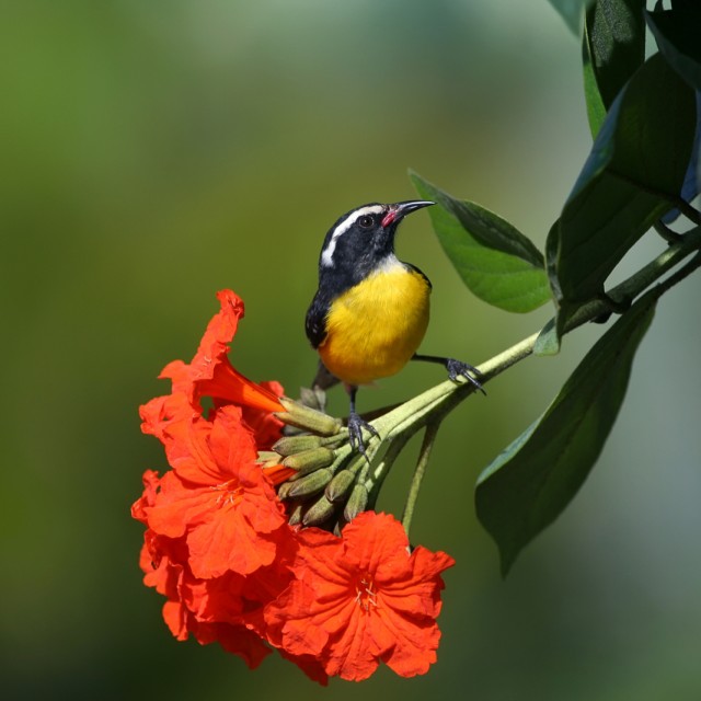 Bananaquit on flower