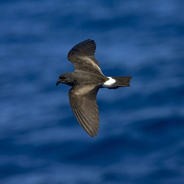 Band-rumped Storm Petrel