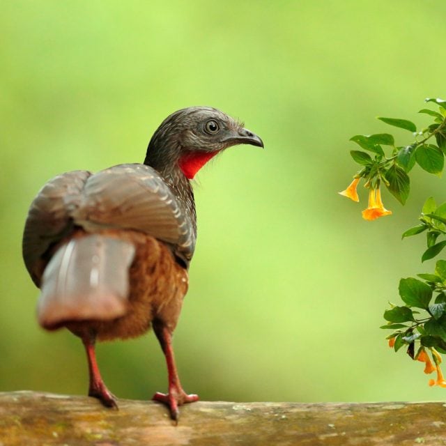 Band-tailed Guan