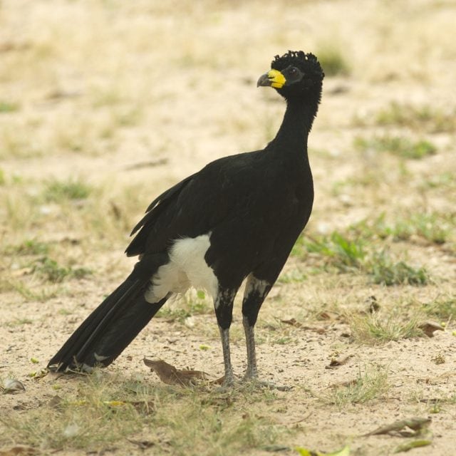 Bare-faced Curassow
