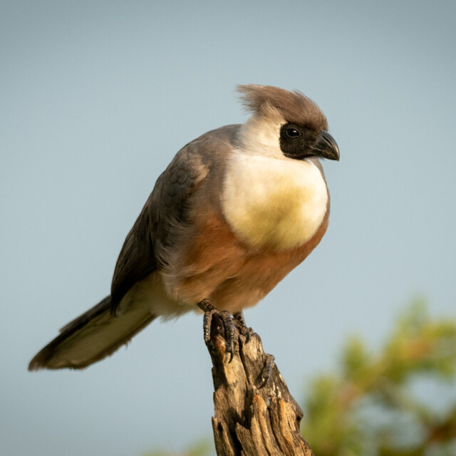 Bare-faced go-away-bird