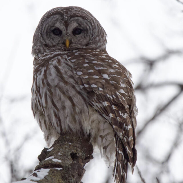 Barred Owl