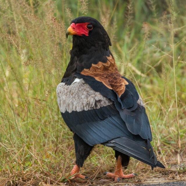Bateleur