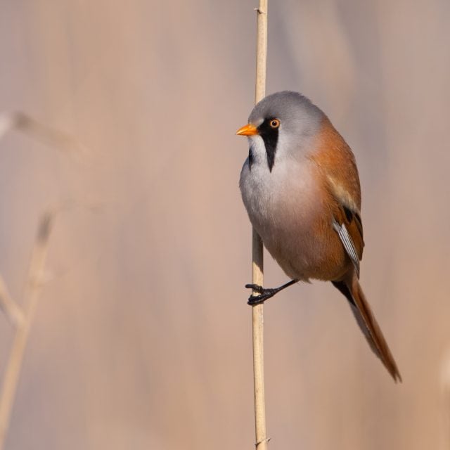 Bearded Tit