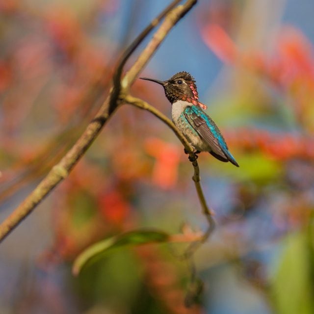 Bee Hummingbird