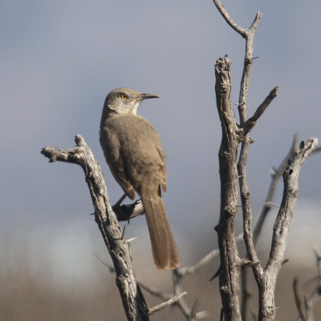 Bendire's Thrasher