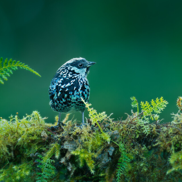 Beryl-spangled Tanager