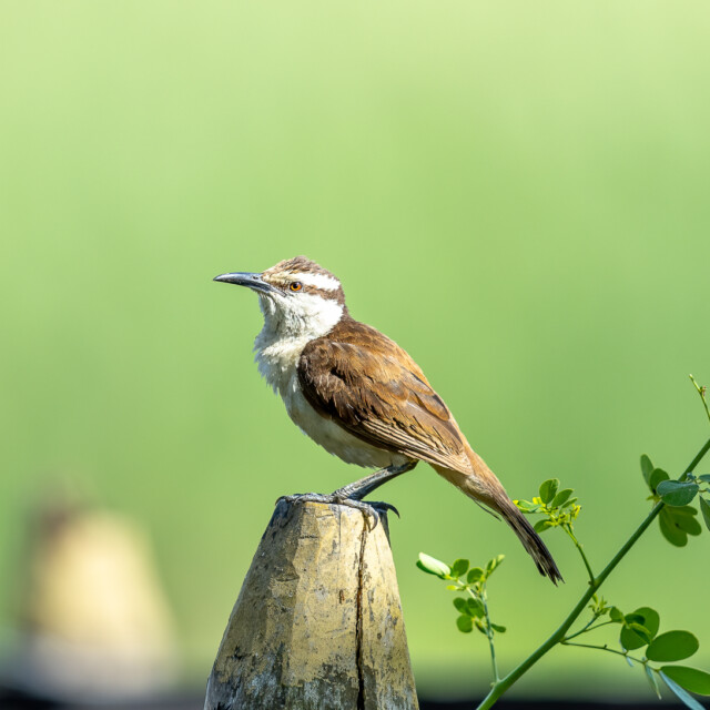 Bicolored Wren, Colombia