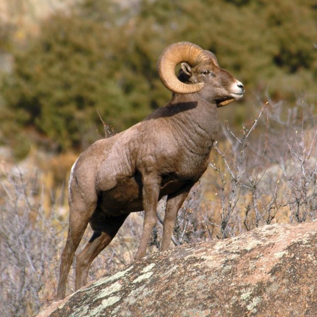 BIghorn Sheep