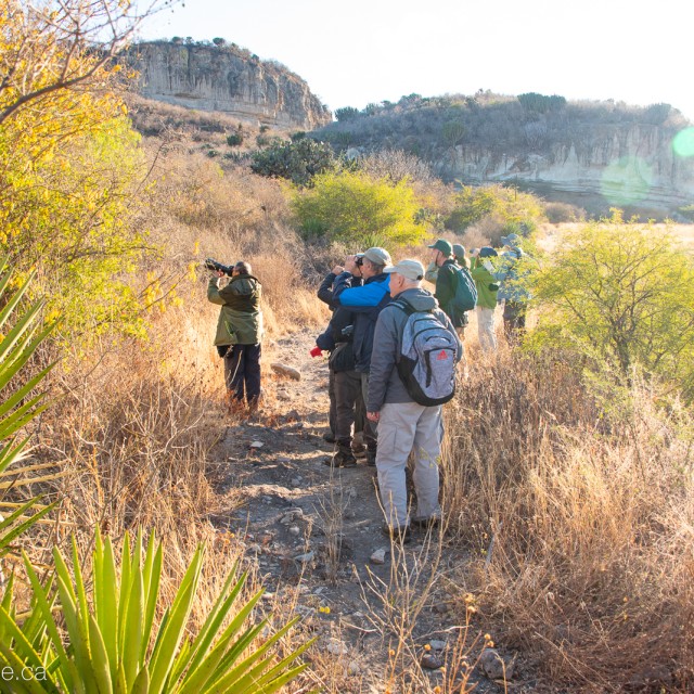 Birding in Southern Mexico