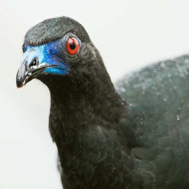 Black Guan © Steve Ogle