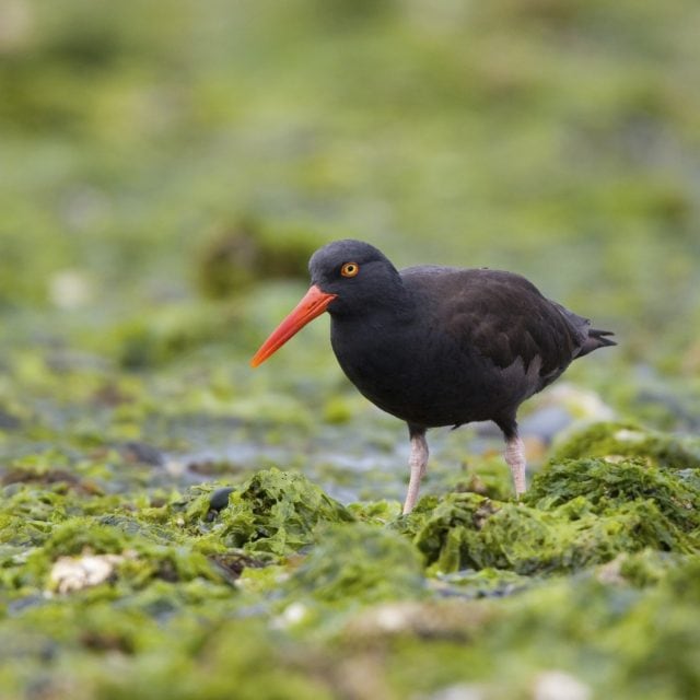 Black-Oystercatcher