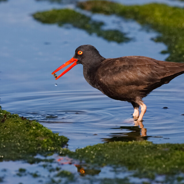 Black Oystercatcher