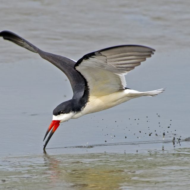 Black Skimmer