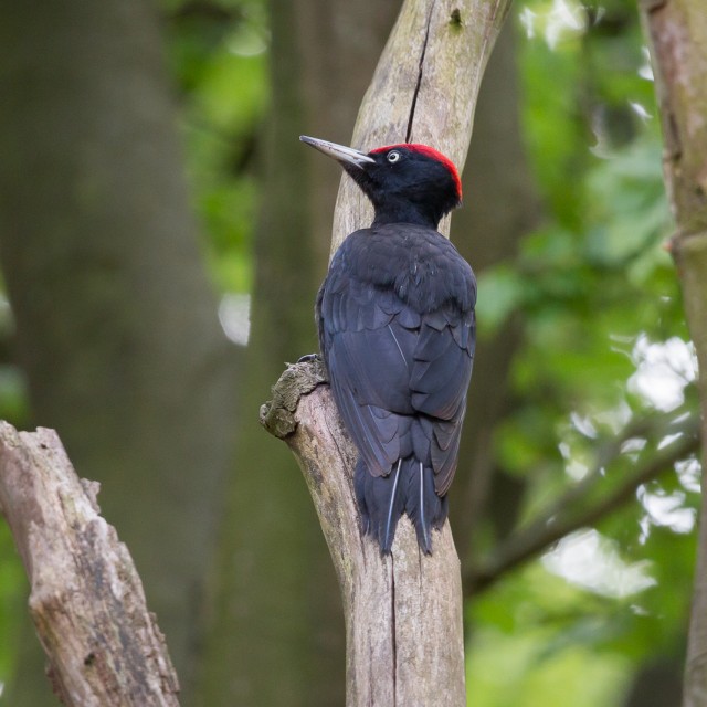Black Woodpecker