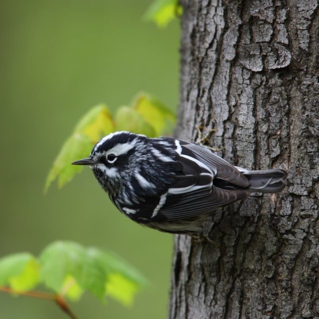 Black-and-white Warbler