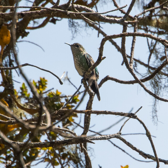Black-backed Thornbill (female)