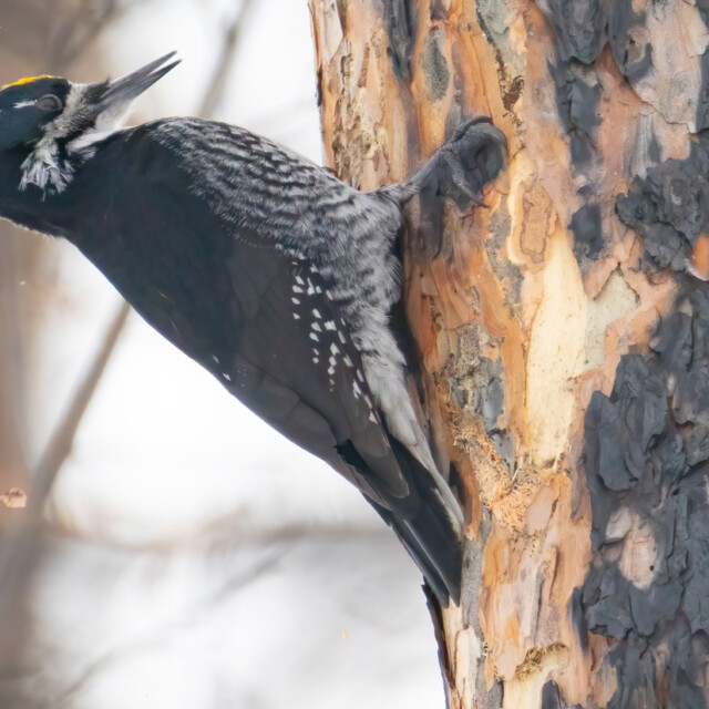 Black-backed Woodpecker