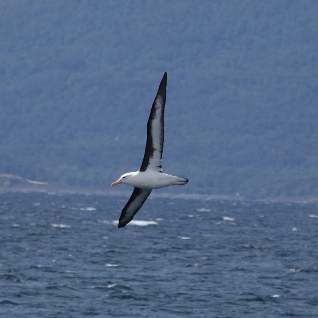 Black-browed Albatross