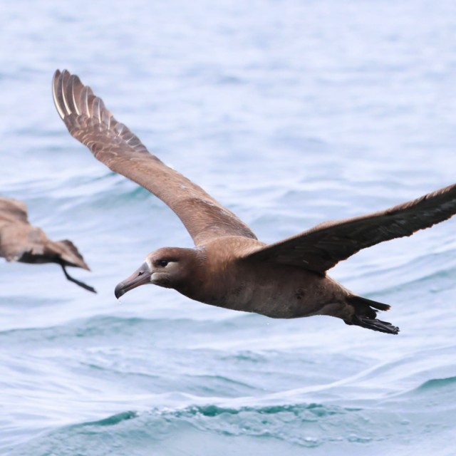 Black-browed Albatross