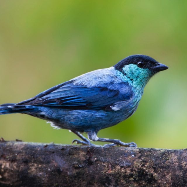 Black-capped Tanager