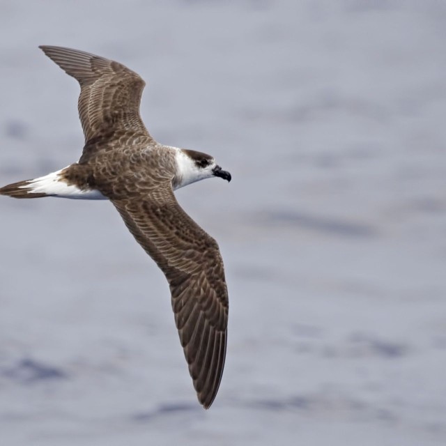 Black-capped Petrel
