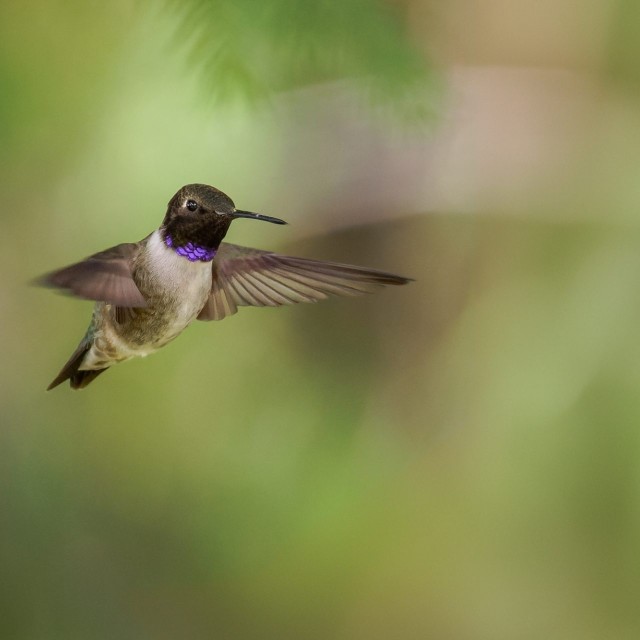 Black-chinned Hummingbird