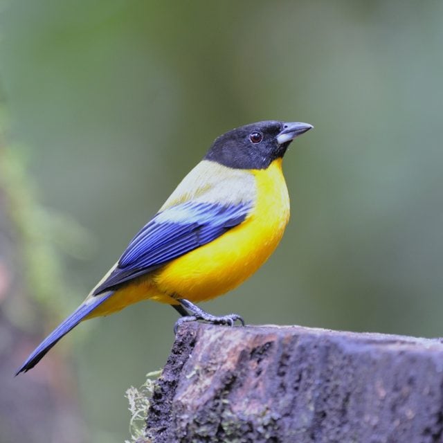 Black-chinned Mountain Tanager
